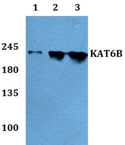 Invitrogen MORF Polyclonal Antibody 100 &mu;L | Buy Online | Invitrogen&trade; | Fisher Scientific