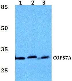 Invitrogen COPS7A Polyclonal Antibody 100 &mu;L; Unconjugated:Antibodies,