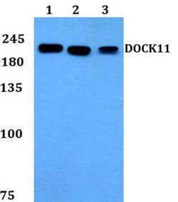 Invitrogen DOCK11 Polyclonal Antibody 100 &mu;L; Unconjugated:Antibodies,