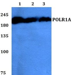 Invitrogen POLR1A Polyclonal Antibody 100 &mu;L; Unconjugated:Antibodies,