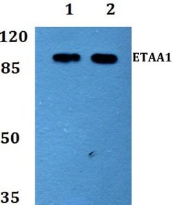 Invitrogen ETAA1 Polyclonal Antibody 100 &mu;L; Unconjugated:Antibodies,