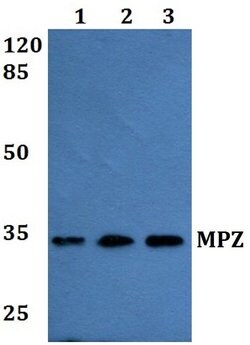 Invitrogen MPZ Polyclonal Antibody 100 &mu;L; Unconjugated:Antibodies,