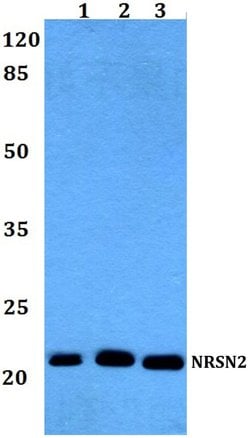 Invitrogen Neurensin 2 Polyclonal Antibody 100 &mu;L; Unconjugated:Antibodies,