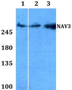 Invitrogen NAV3 Polyclonal Antibody 100 &mu;L; Unconjugated:Antibodies,
