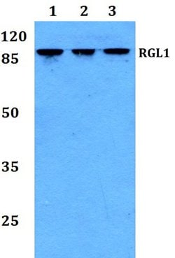 Invitrogen RGL1 Polyclonal Antibody 100 &mu;L; Unconjugated:Antibodies,