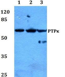 Invitrogen PTPRK Polyclonal Antibody 100 &mu;L; Unconjugated:Antibodies,