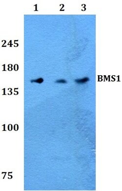 Invitrogen BMS1 Polyclonal Antibody 100 &mu;L; Unconjugated:Antibodies,
