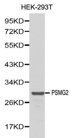 Invitrogen PSMG2 Polyclonal Antibody 100 &mu;L; Unconjugated:Antibodies,