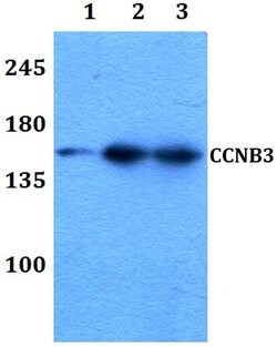 Invitrogen Cyclin B3 Polyclonal Antibody 100 &mu;L; Unconjugated:Antibodies,