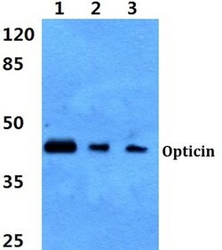 Invitrogen Opticin Polyclonal Antibody 100 &mu;L; Unconjugated:Antibodies,