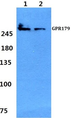 Invitrogen GPR179 Polyclonal Antibody 100 &mu;L; Unconjugated:Antibodies,