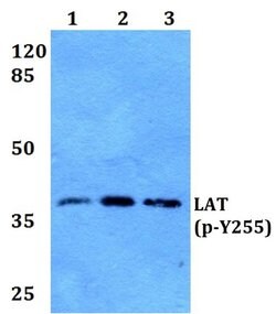 Invitrogen Phospho-LAT (Tyr255) Polyclonal Antibody 100 &mu;L | Buy Online | Invitrogen&trade; | Fisher Scientific