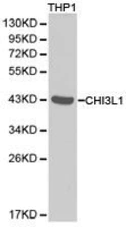 CHI3L1 Polyclonal Antibody:Antibodies, Polyclonal