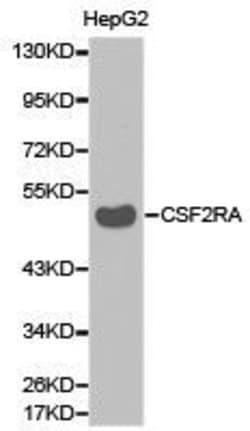 Invitrogen CSF2RA Polyclonal Antibody 100 &mu;L; Unconjugated:Antibodies,