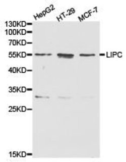 Invitrogen LIPC Polyclonal Antibody 100 &mu;L; Unconjugated:Antibodies,