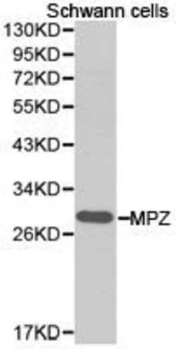 Invitrogen MPZ Polyclonal Antibody 100 &mu;L; Unconjugated:Antibodies,