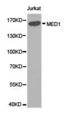 Invitrogen TRAP220 Polyclonal Antibody 100 &mu;L; Unconjugated:Antibodies,