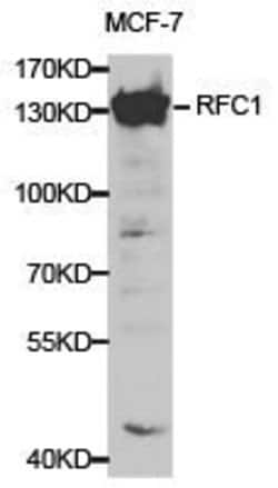 Invitrogen RFC1 Polyclonal Antibody 100 &mu;L; Unconjugated:Antibodies,