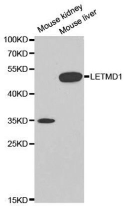 Invitrogen LETMD1 Polyclonal Antibody 100 &mu;L; Unconjugated:Antibodies,