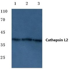 Invitrogen Cathepsin V Polyclonal Antibody 100 &mu;L; Unconjugated:Antibodies,