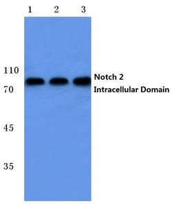 Invitrogen&trade;&nbsp;NOTCH2 (Cleaved Ala1734) Polyclonal Antibody