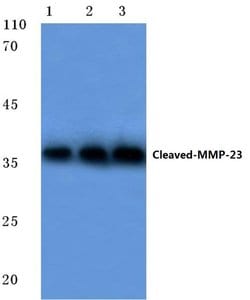 Invitrogen MMP23 (Cleaved Tyr79) Polyclonal Antibody 100 &mu;L; Unconjugated:Antibodies,