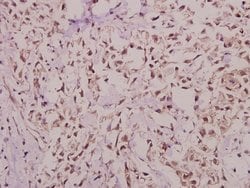 Invitrogen Hairless Polyclonal Antibody 100 &mu;L; Unconjugated:Antibodies,