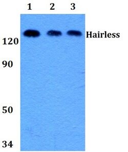 Invitrogen Hairless Polyclonal Antibody 100 &mu;L; Unconjugated:Antibodies,