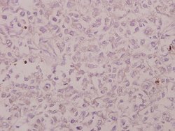 Invitrogen CRSP130 Polyclonal Antibody 100 &mu;L; Unconjugated:Antibodies,