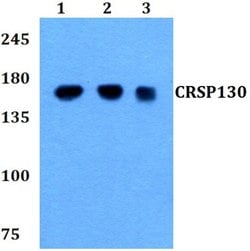 Invitrogen CRSP130 Polyclonal Antibody 100 &mu;L; Unconjugated:Antibodies,