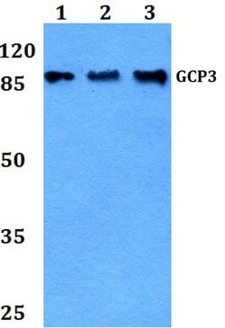 Invitrogen GCP3 Polyclonal Antibody 100 &mu;L; Unconjugated:Antibodies,