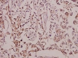 Invitrogen EGFL4 Polyclonal Antibody 100 &mu;L; Unconjugated:Antibodies,