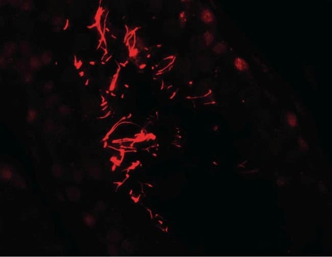 AKAP4 Polyclonal Antibody, Invitrogen 100 μg; Unconjugated:Antibodies ...
