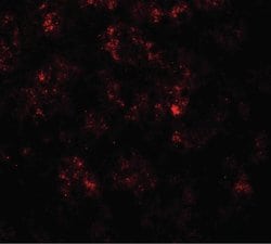 PGC1 alpha Rabbit anti-Human, Mouse, Rat, Polyclonal, Invitrogen 100 &mu;g;