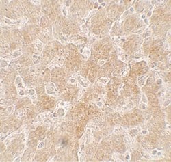 PGC1 alpha Rabbit anti-Human, Mouse, Rat, Polyclonal, Invitrogen 100 &mu;g;