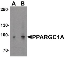 PGC1 alpha Rabbit anti-Human, Mouse, Rat, Polyclonal, Invitrogen 100 &mu;g;