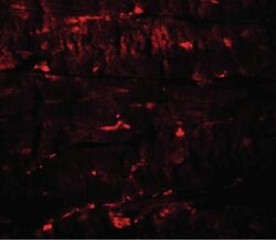 PGC1 alpha Rabbit anti-Human, Mouse, Rat, Polyclonal, Invitrogen 100 &mu;g;