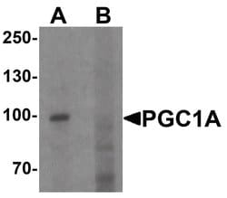 PGC1 alpha Rabbit anti-Human, Mouse, Rat, Polyclonal, Invitrogen 100 &mu;g;