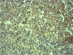 EPG5 Polyclonal Antibody, Invitrogen 100 &mu;g; Unconjugated:Antibodies,