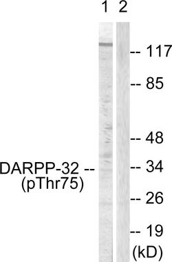 Phospho-DARPP-32 (Thr75) Polyclonal Antibody, Invitrogen 100 &mu;g; Unconjugated:Antibodies,