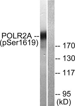 Phospho-POLR2A (Ser1619) Polyclonal Antibody, Invitrogen 100 &mu;g; Unconjugated:Antibodies