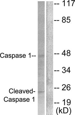 Invitrogen Caspase 1 (Cleaved Asp210) Polyclonal Antibody 100 &mu;g; Unconjugated:Antikörper