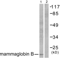 Mammaglobin B Polyclonal Antibody, Invitrogen 100 &mu;g; Unconjugated:Antibodies,