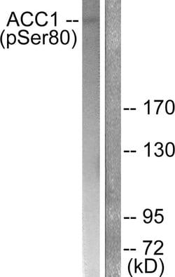 Phospho-Acetyl-CoA Carboxylase (Ser80) Polyclonal Antibody, Invitrogen