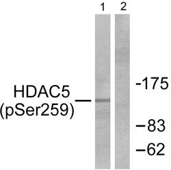 Phospho-HDAC5 (Ser259) Polyclonal Antibody, Invitrogen 100 &mu;g; Unconjugated:Antibodies,