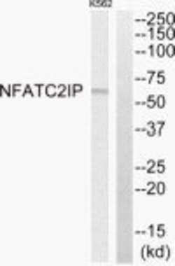 NFATC2IP Polyclonal Antibody, Invitrogen 100 &mu;g | Buy Online | Invitrogen | Fisher Scientific