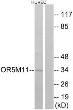 OR5M11 Polyclonal Antibody, Invitrogen 100 &mu;g; Unconjugated:Antibodies,