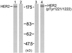 Phospho-ErbB2 (HER-2) (Tyr1221, Tyr1222) Polyclonal Antibody, Invitrogen