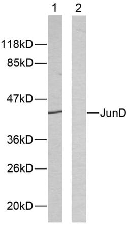 JunD Polyclonal Antibody, Invitrogen 100 &mu;g; Unconjugated:Antibodies