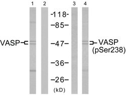 Phospho-VASP (Ser238) Polyclonal Antibody, Invitrogen 100 &mu;g; Unconjugated:Antibodies,